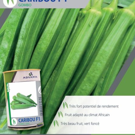 GOMBO CARIBOU F1