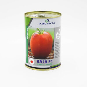 TOMATE RAJA HYBRIDE F1